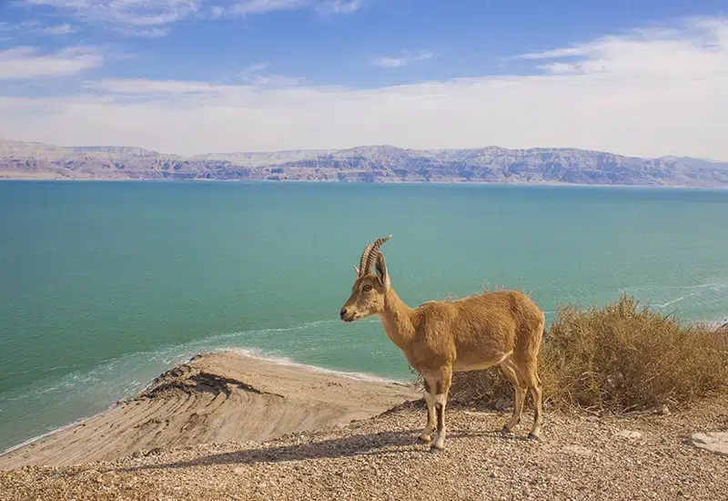 dead sea day trip israel